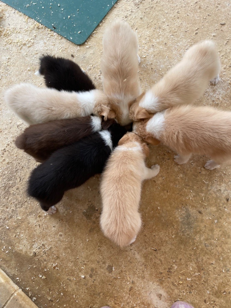 chiot Border Collie Des Terres D'Emmatchou