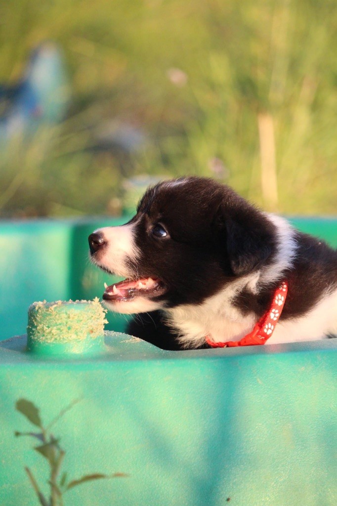 Des Terres D'Emmatchou - Chiot disponible  - Border Collie