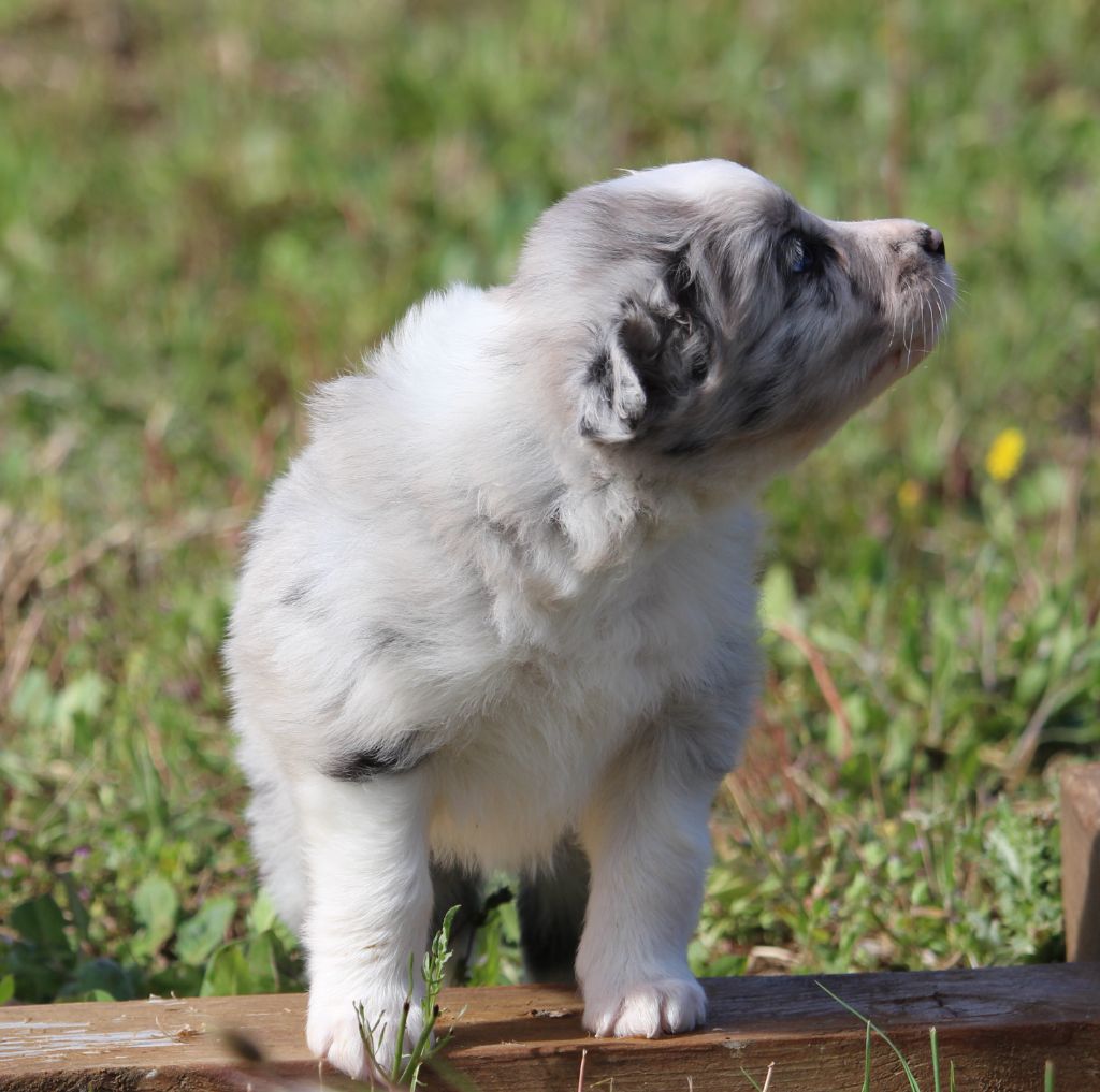 Des Terres D'Emmatchou - Chiots disponibles - Border Collie