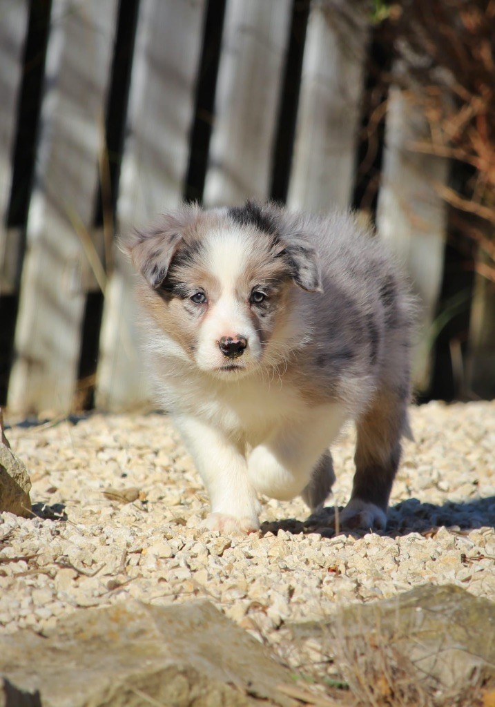 Des Terres D'Emmatchou - Chiots disponibles - Border Collie