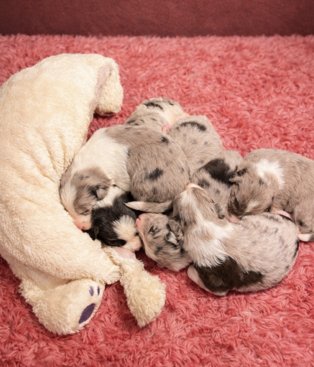 Chiot Border Collie Des Terres D'Emmatchou