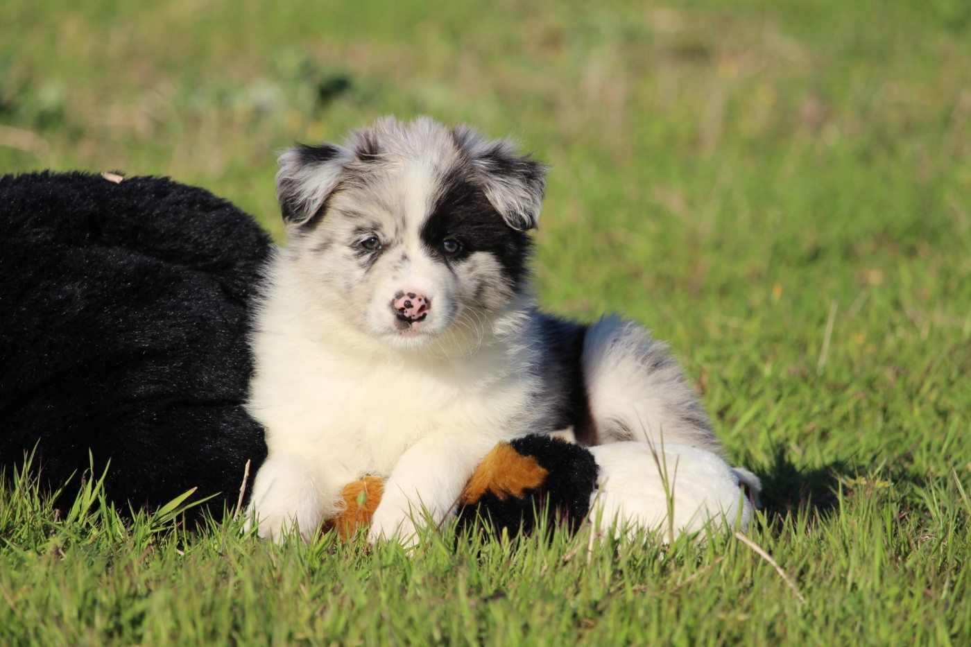 Des Terres D'Emmatchou - Chiots disponibles - Border Collie