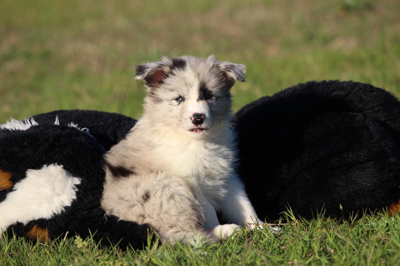 Des Terres D'Emmatchou - Chiots disponibles - Border Collie