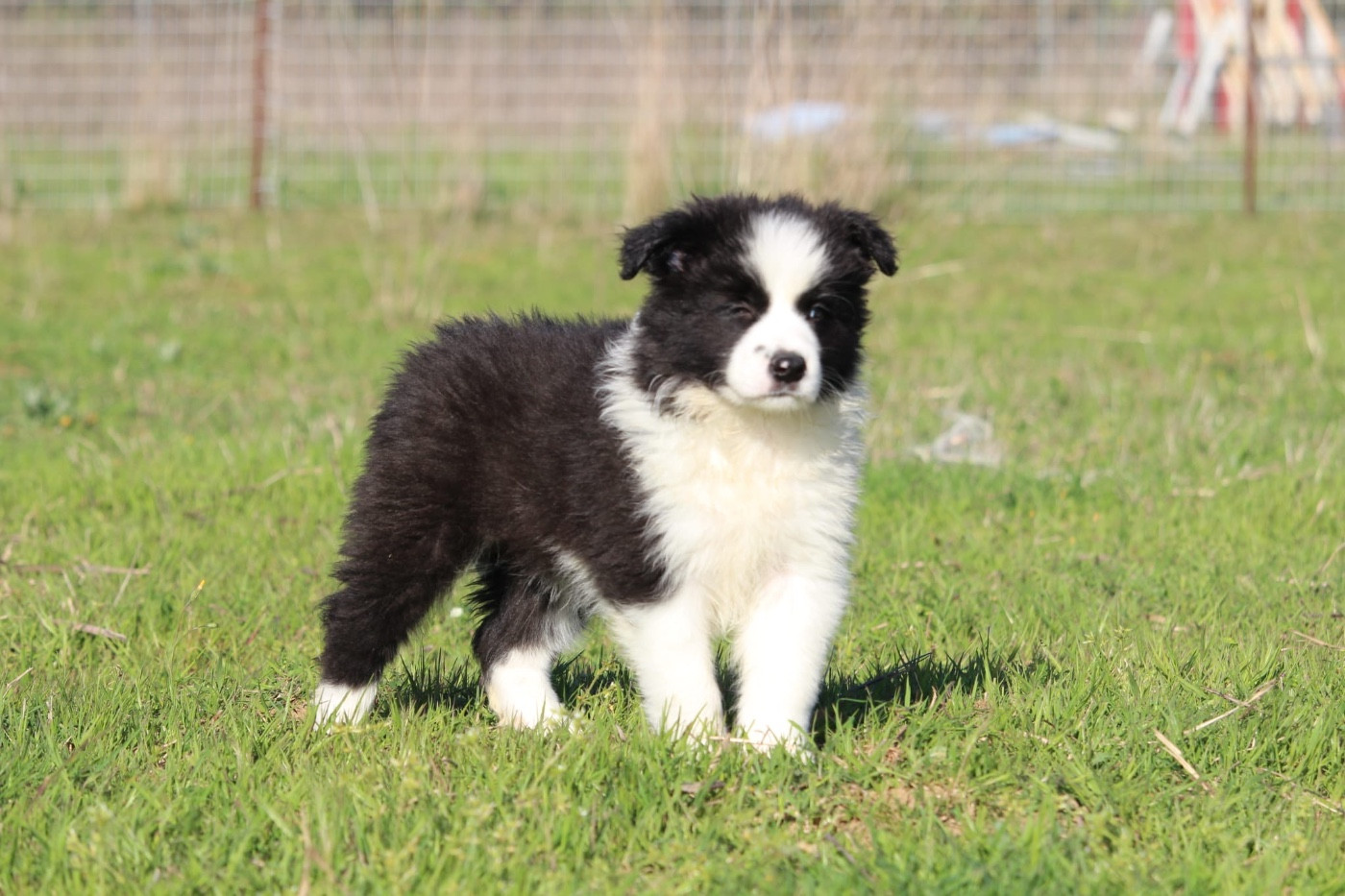 Des Terres D'Emmatchou - Chiots disponibles - Border Collie
