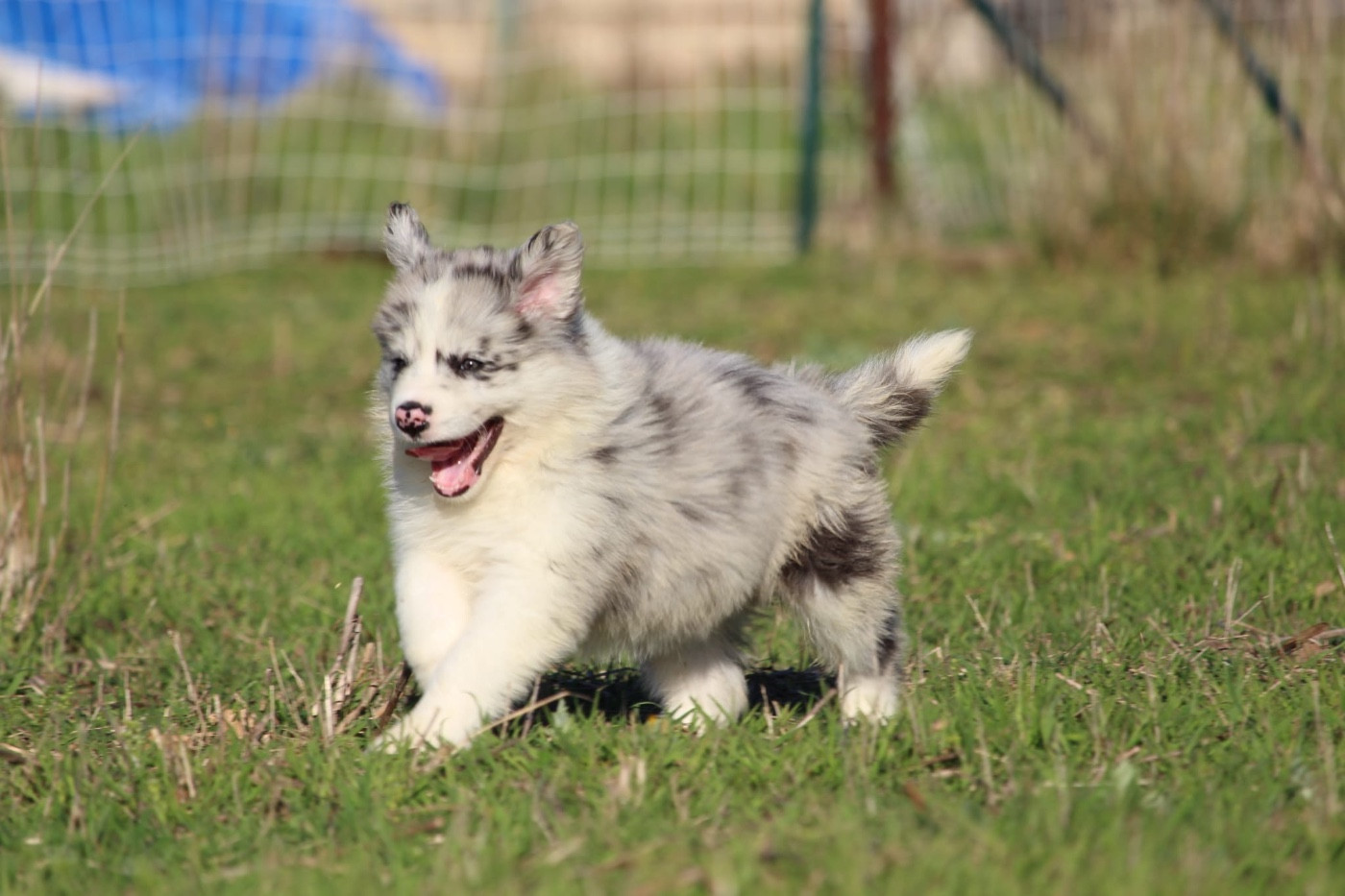 Des Terres D'Emmatchou - Chiots disponibles - Border Collie