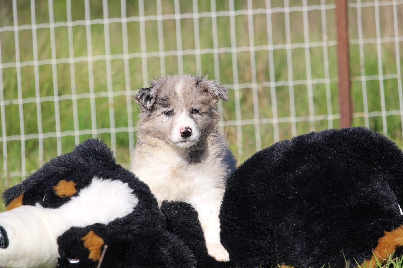 Des Terres D'Emmatchou - Chiots disponibles - Border Collie