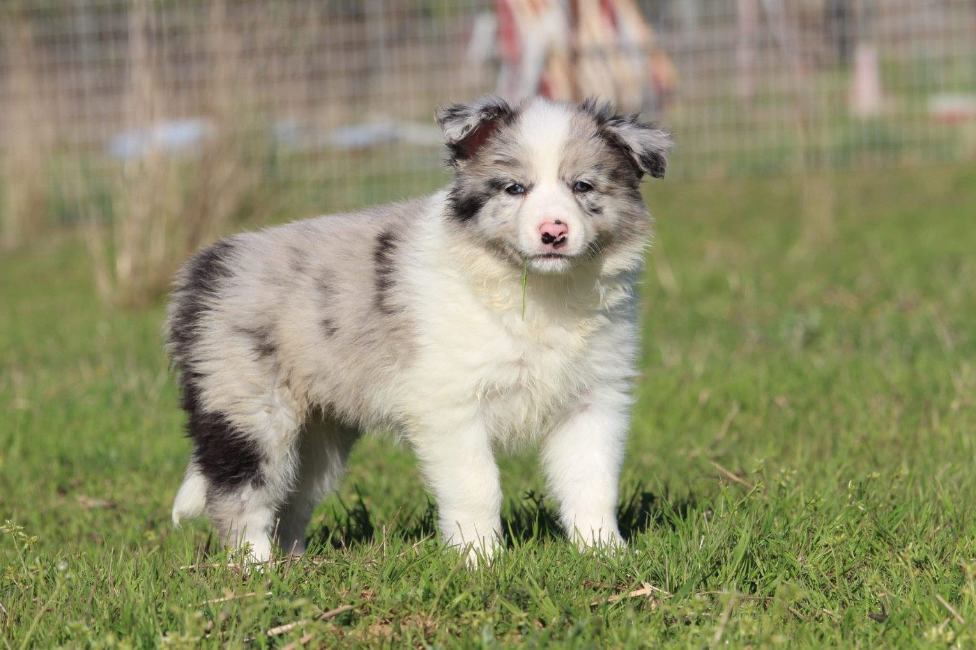 Des Terres D'Emmatchou - Chiots disponibles - Border Collie