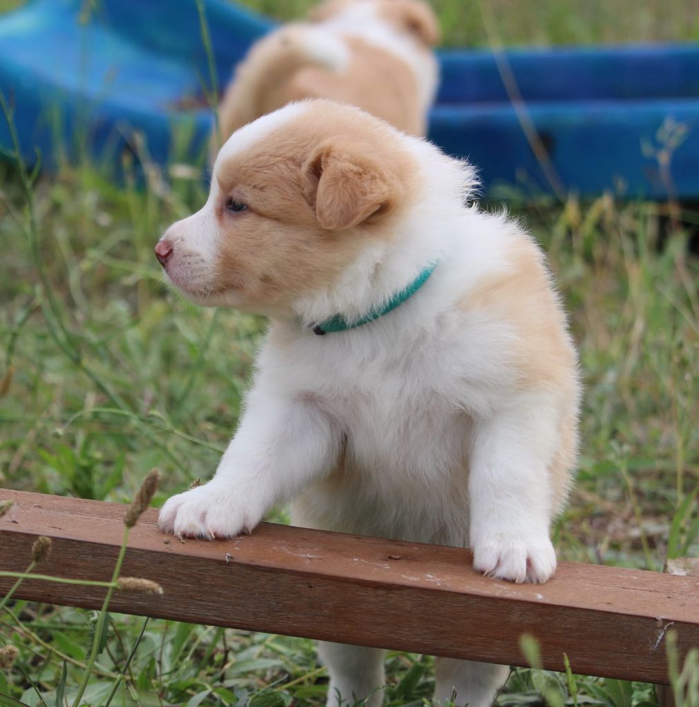 Des Terres D'Emmatchou - Chiots disponibles - Border Collie