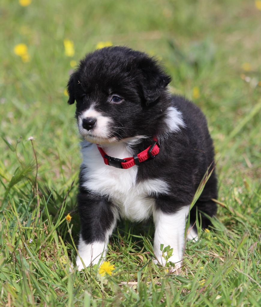 Des Terres D'Emmatchou - Chiots disponibles - Border Collie