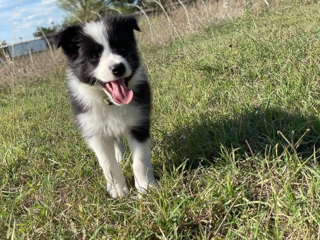 Des Terres D'Emmatchou - Chiots disponibles - Border Collie