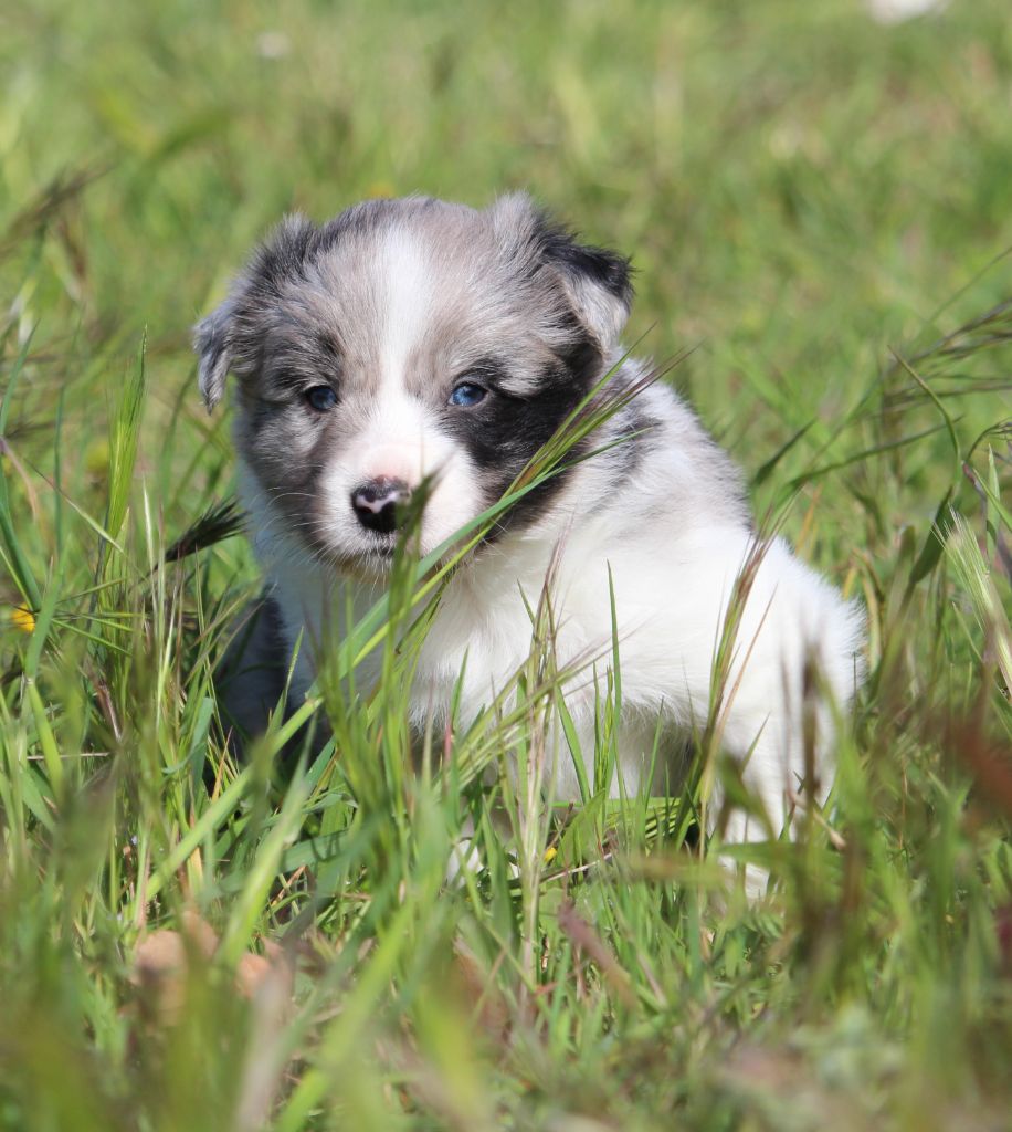 Des Terres D'Emmatchou - Chiots disponibles - Border Collie