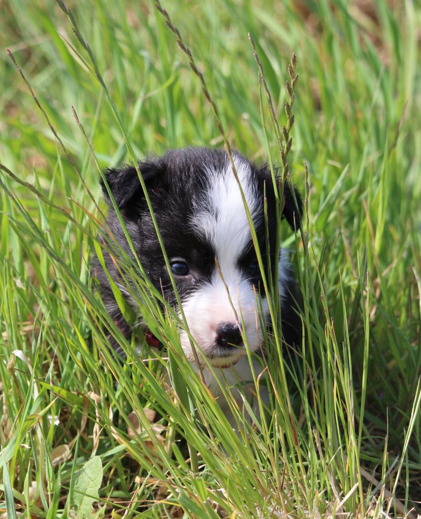 Des Terres D'Emmatchou - Chiots disponibles - Border Collie