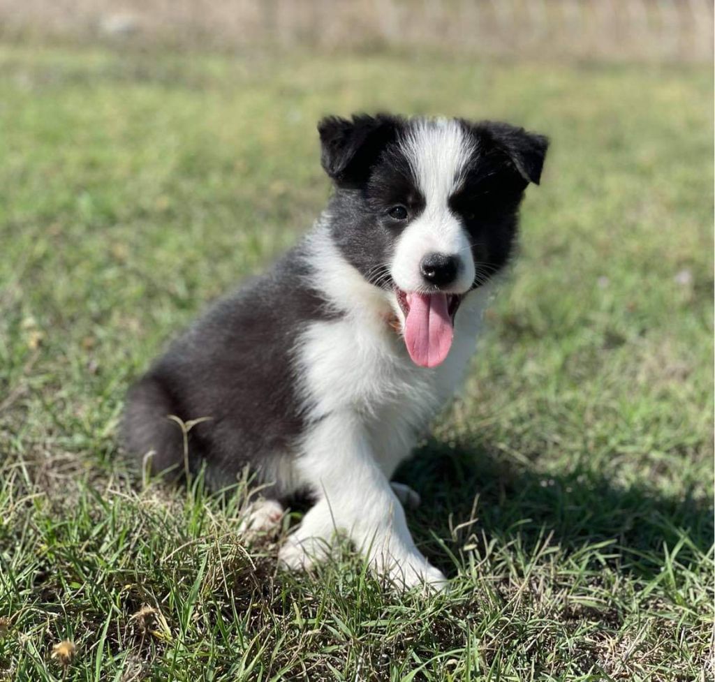 Des Terres D'Emmatchou - Chiots disponibles - Border Collie