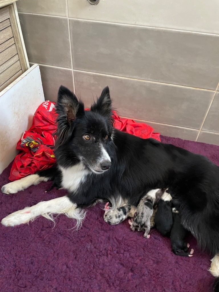 Chiot Border Collie Des Terres D'Emmatchou