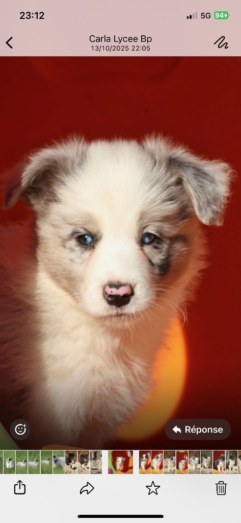 Des Terres D'Emmatchou - Chiots disponibles - Border Collie