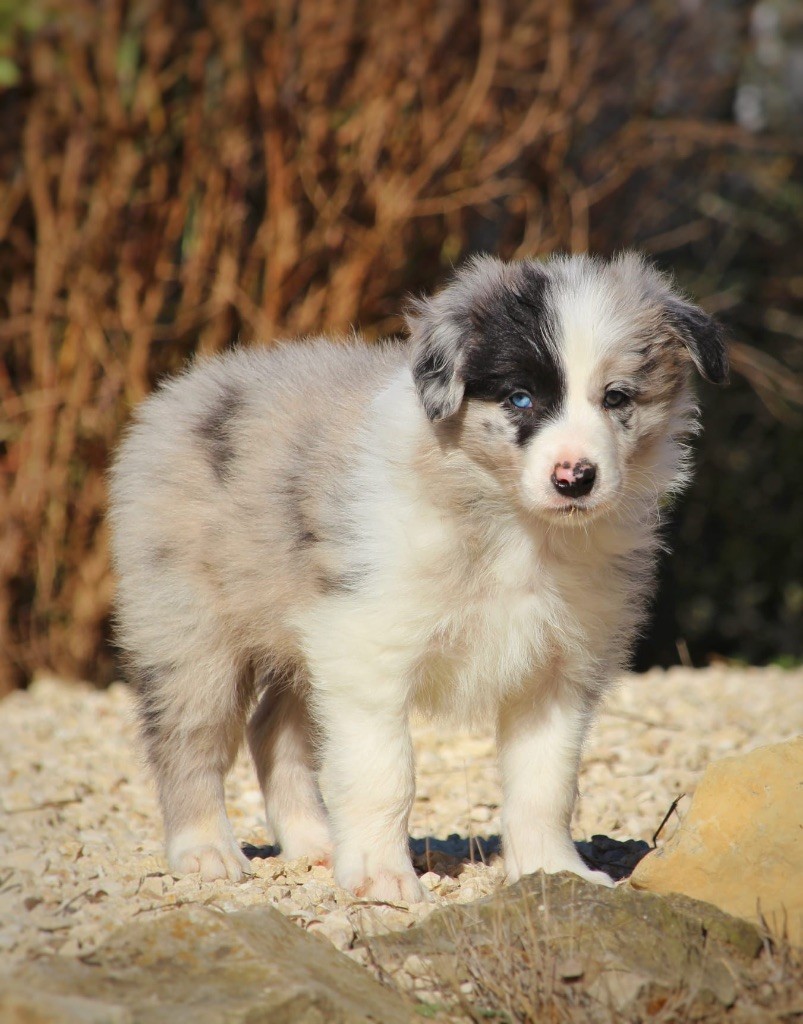 Des Terres D'Emmatchou - Chiots disponibles - Border Collie